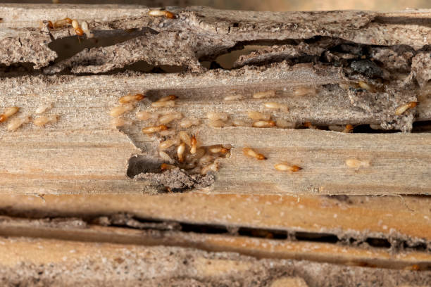 Best Local Pest Control Services  in Sterling Heights, MI