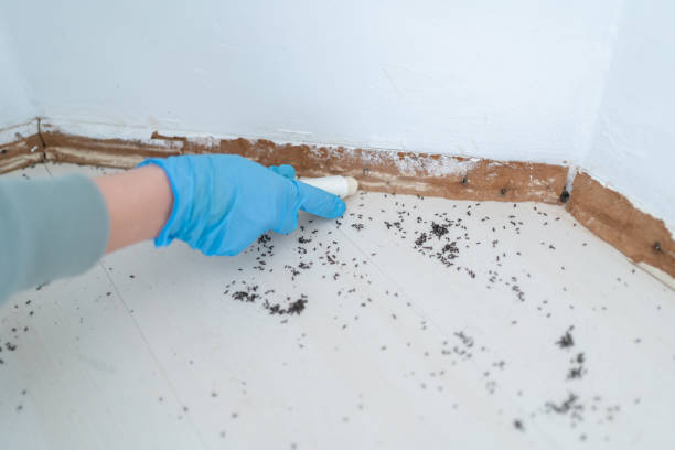 Reliable Sterling Heights, MI Pest Control Solutions